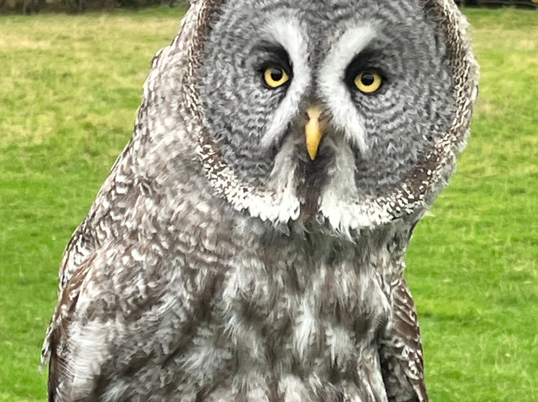 UK Owl And Raptor Centre-Groombridge必去景点