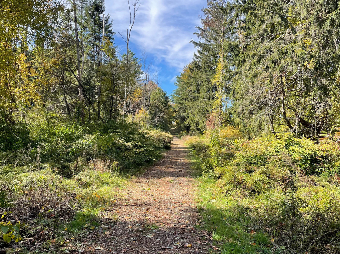 Topsmead State Forest-利奇菲尔德必去景点