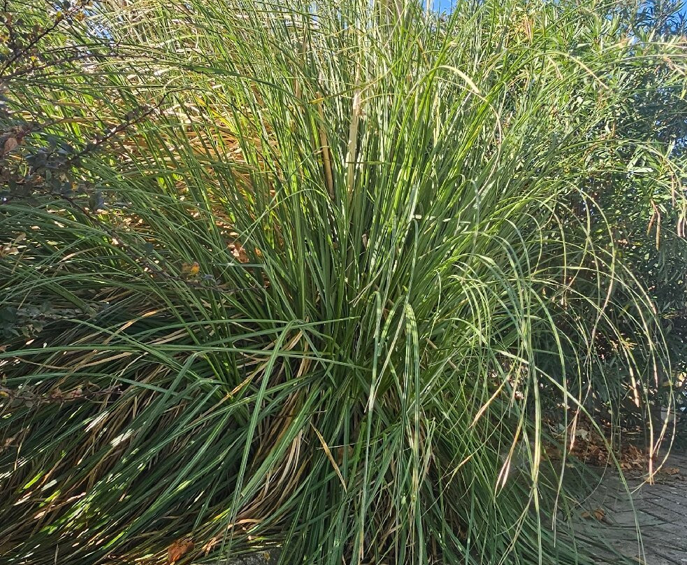 Lungolago di Capodimonte-Capodimonte必去景点