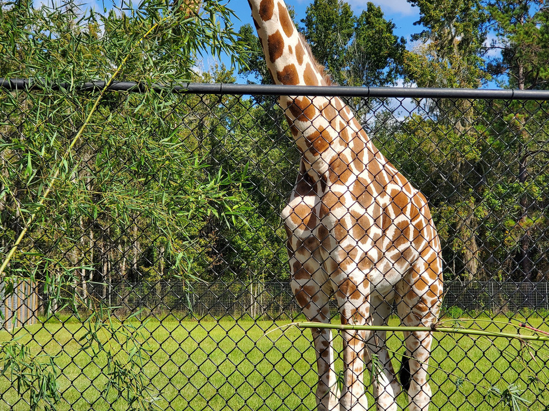 Carson Springs Wildlife Conservation Foundation-盖恩斯维尔必去景点
