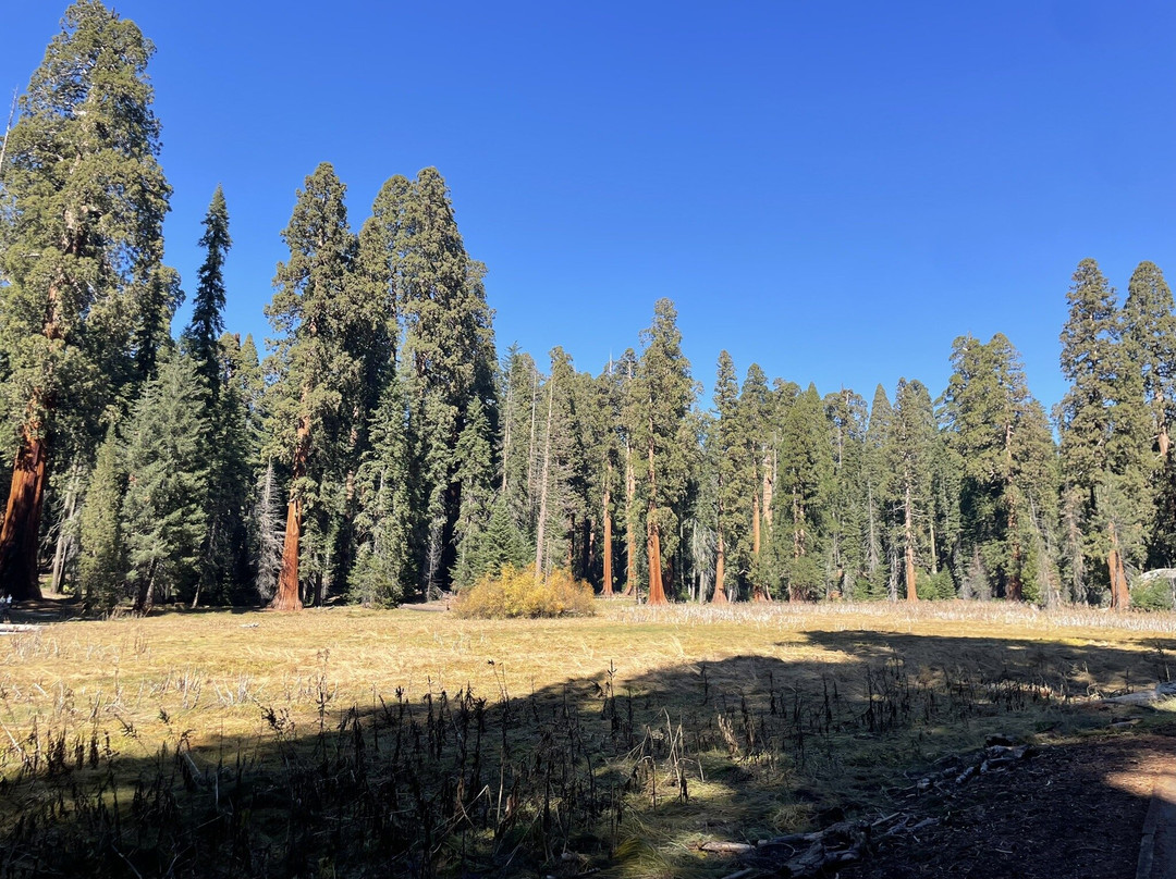 Big Trees Trail-红杉&国王峡谷国家公园必去景点
