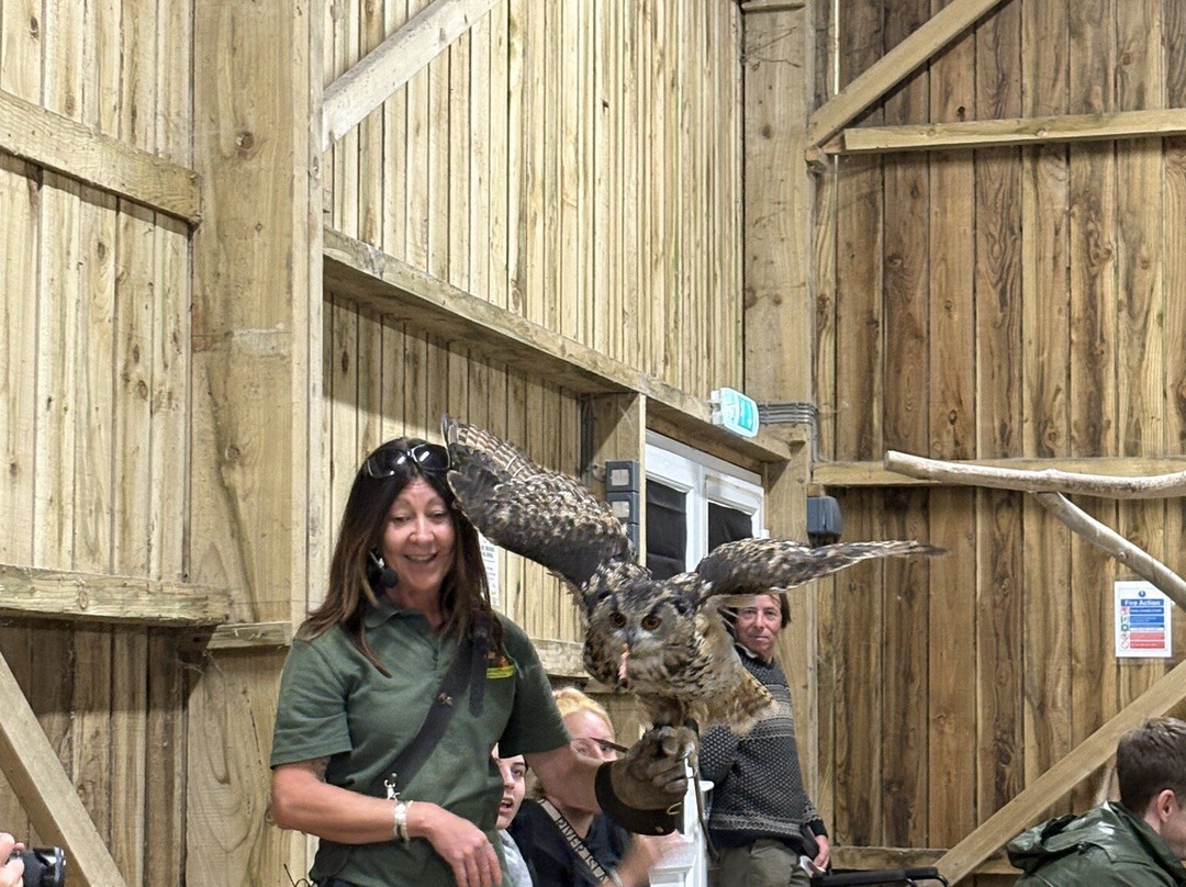 Screech Owl Sanctuary & Animal Park-St Columb Major必去景点