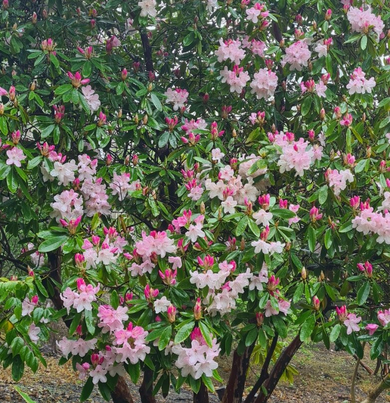 Mount Lofty Botanic Garden-Crafers必去景点