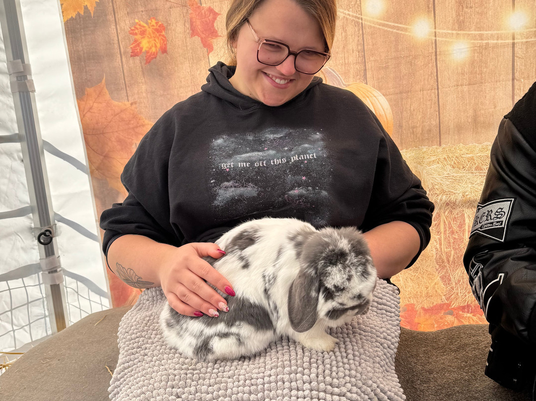 All Things Alpaca Ltd-切姆斯福德必去景点