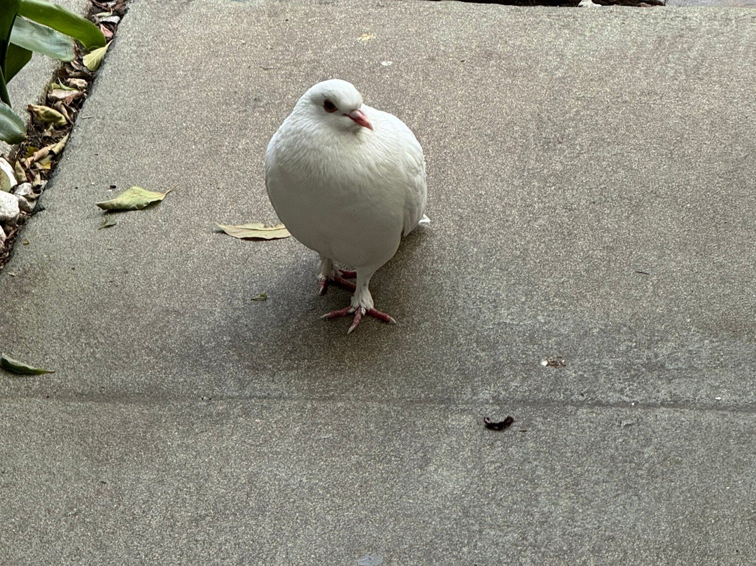 Barefoot Mailman Inn & Suites, Lantana, West Palm Beach, South Florida主图