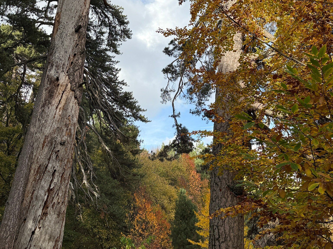 I Giganti Della Sila-Spezzano della Sila必去景点