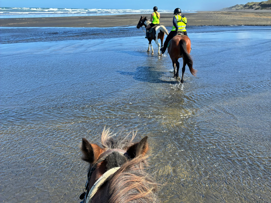 Muriwai Beach Horse Treks-穆里怀海滩必去景点
