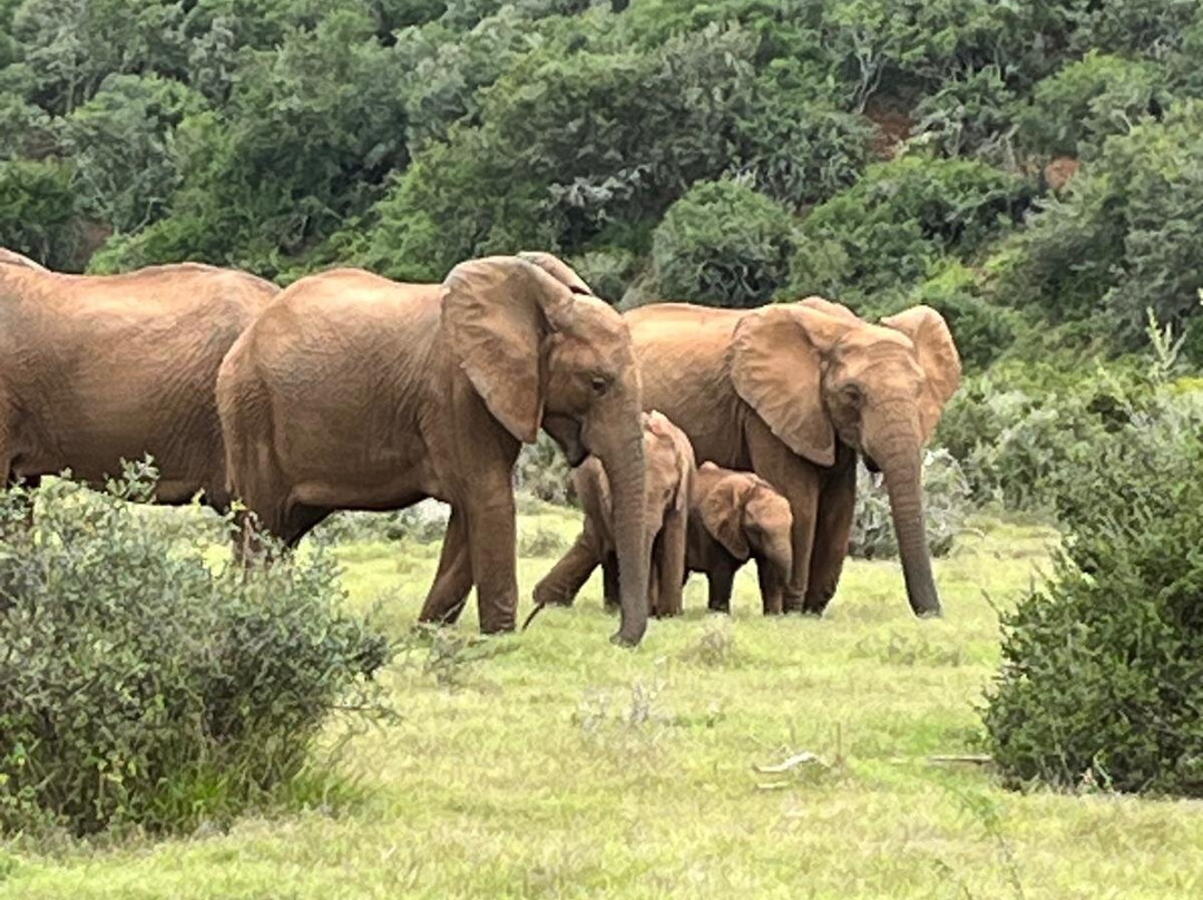 Unpaved Africa by SL-Green Point必去景点