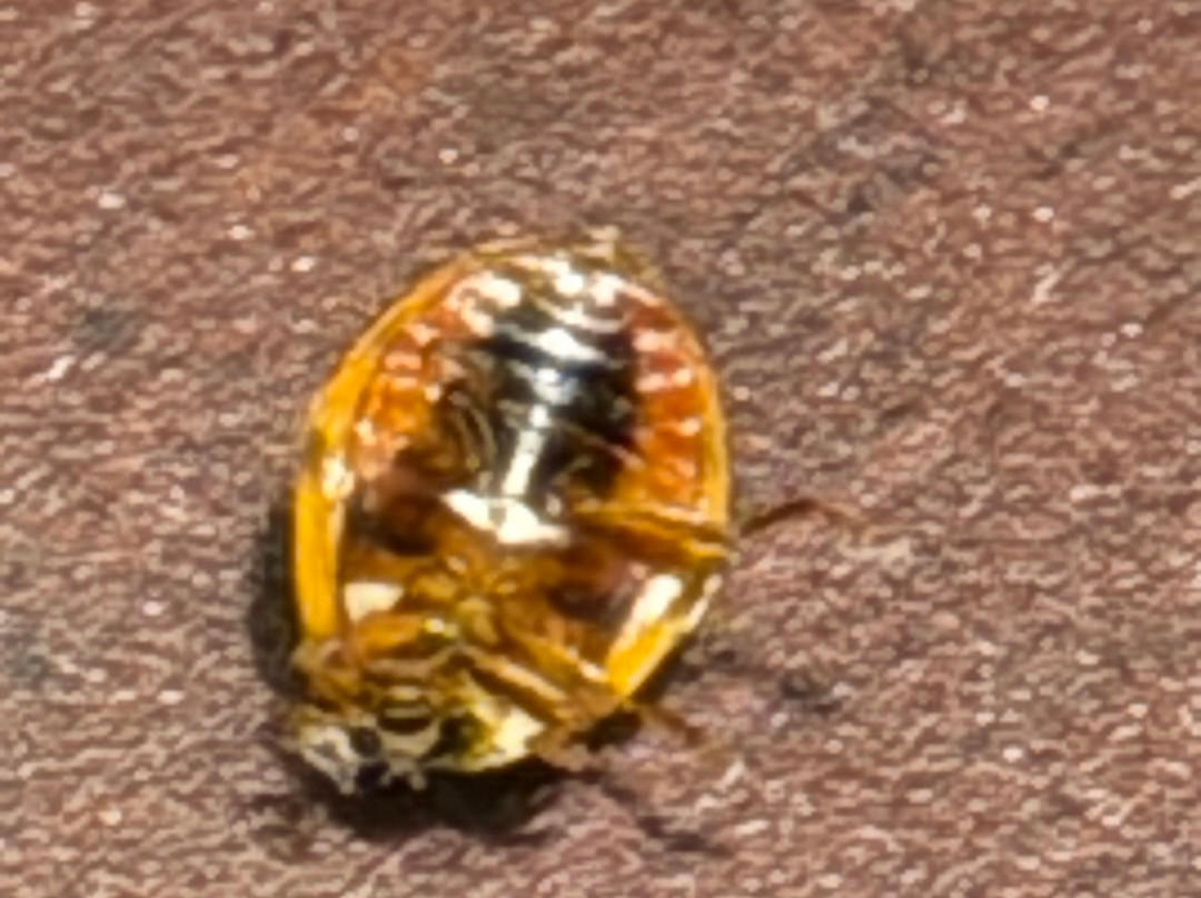 伯瑞特波罗希尔顿恒庭酒店主图