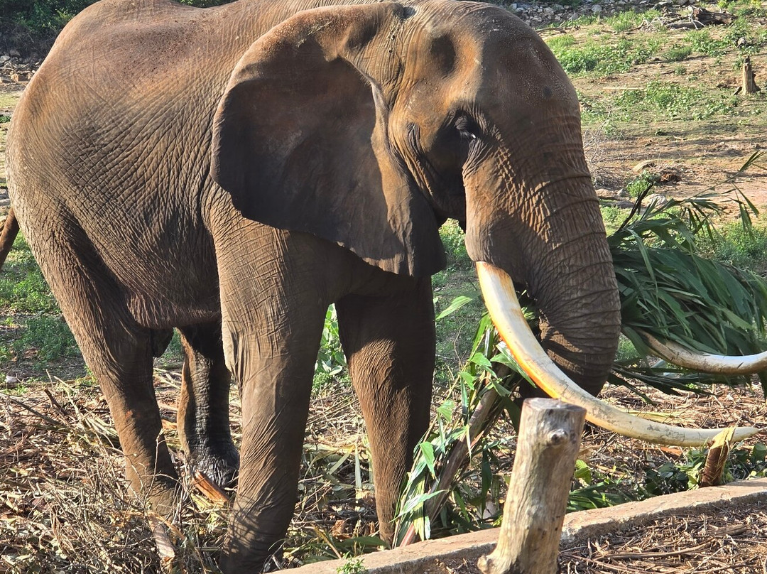 Ridiyagama Safari Park-Hambantota必去景点
