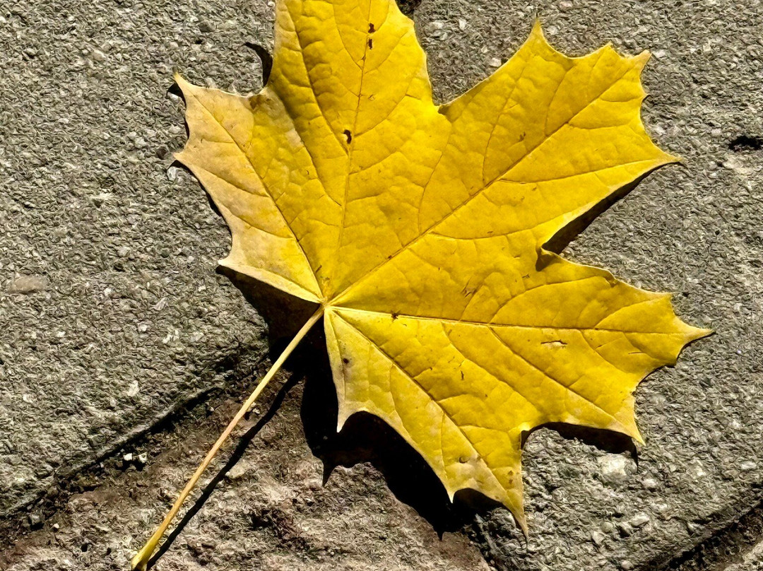 Çam Thermal Resort & Spa Hotel主图