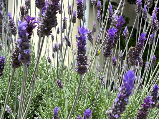 TaxiJames-坎普斯－杜若尔当必去景点