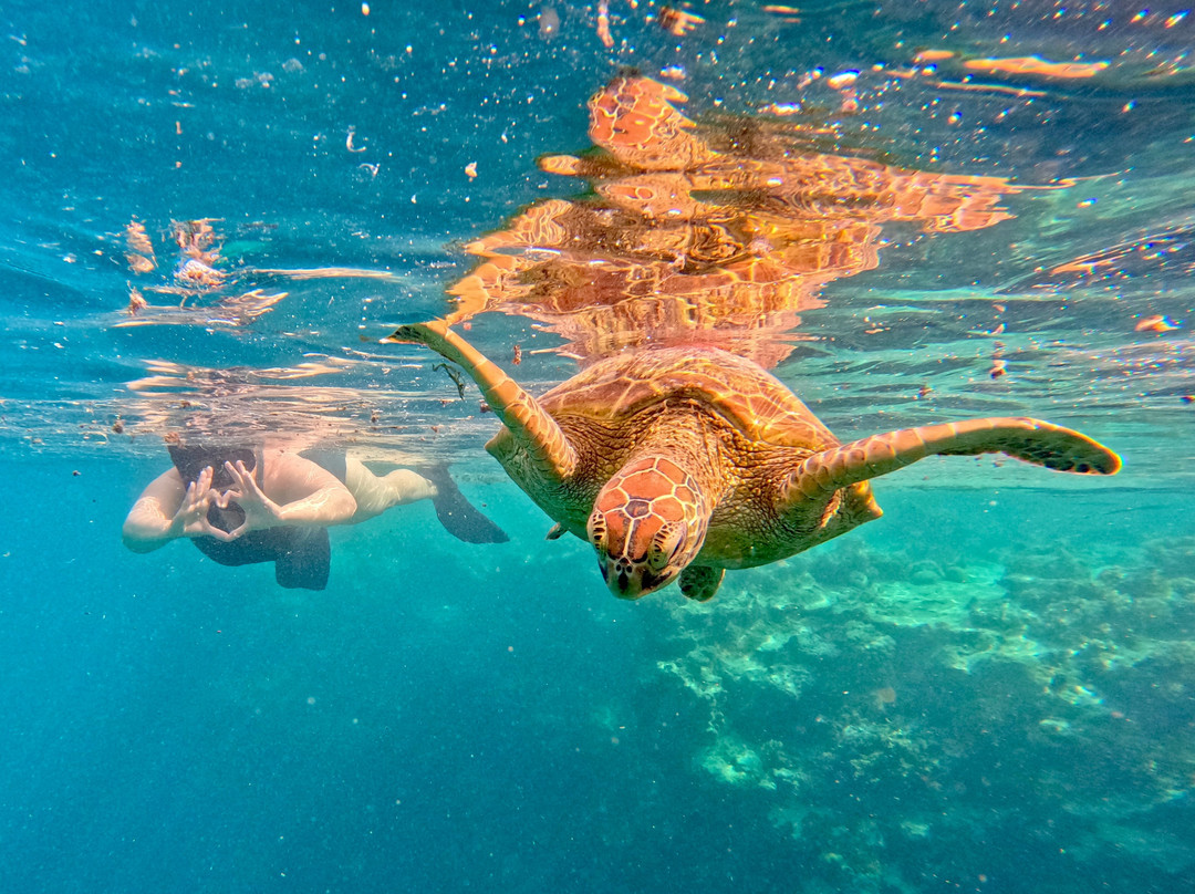 Kali & Kato's Rarotonga Turtle Tours-Takitumu District必去景点