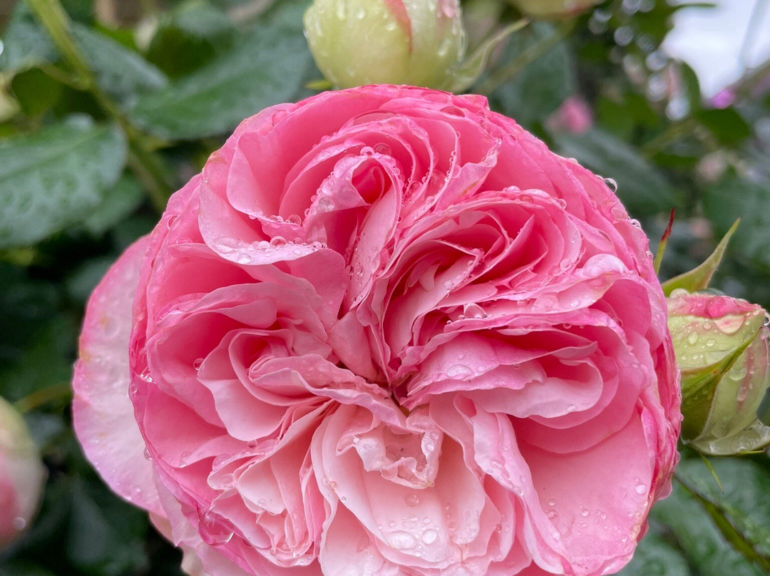 Morwell Centenary Rose Garden-摩威必去景点