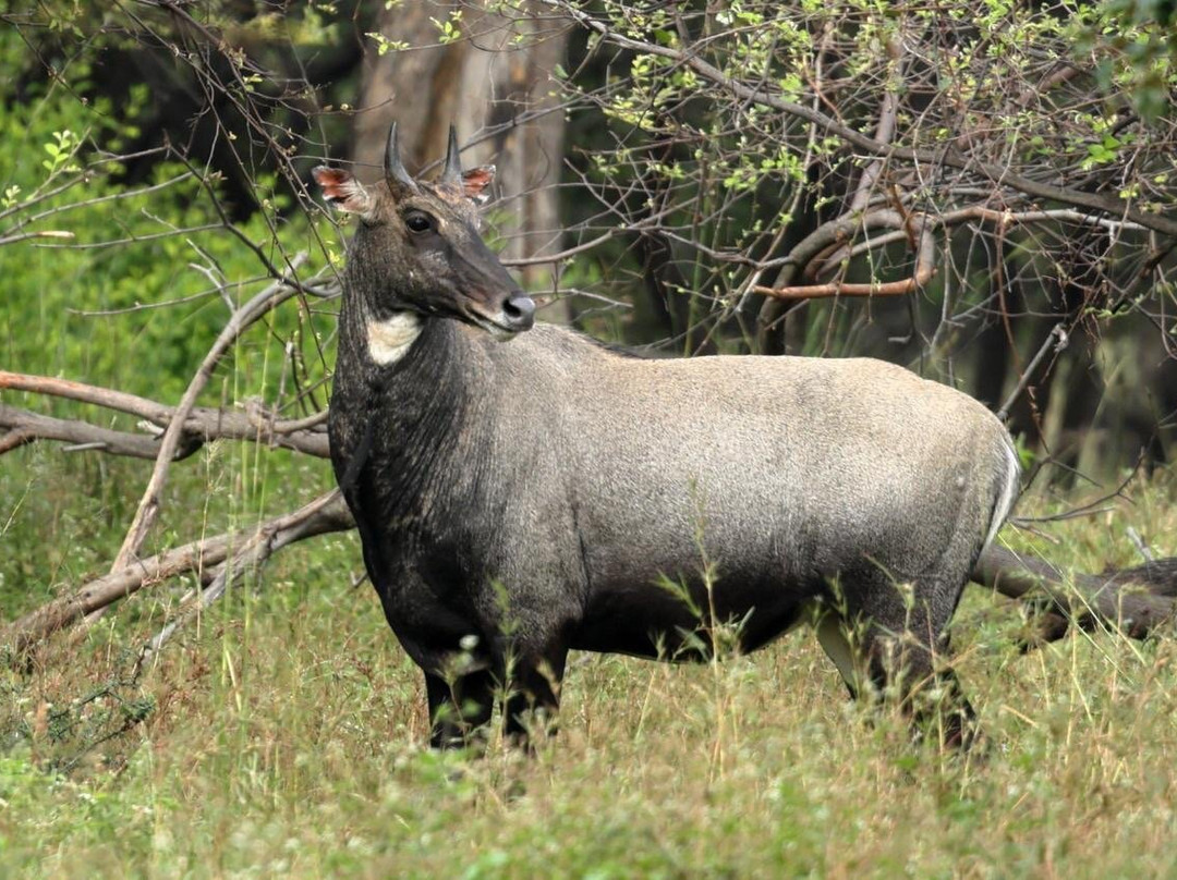 Tadoba Andhari National Park-Chandrapur District必去景点
