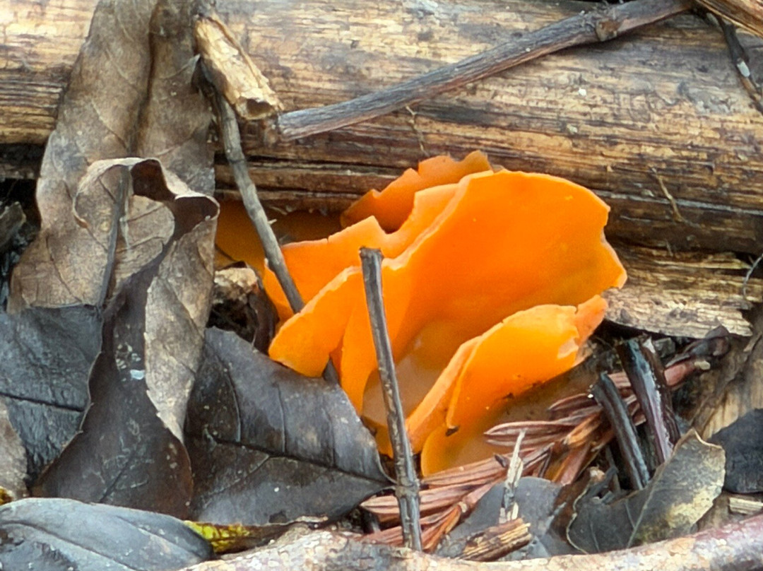 Terra Vitum-Midhurst必去景点