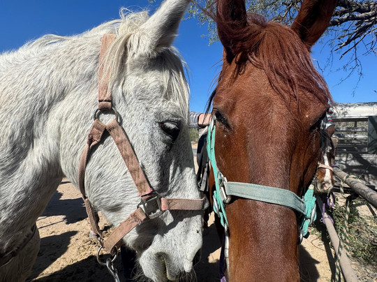 Rockin' Star Ranch-图森必去景点
