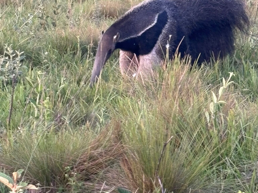 Cunaguaro Travel-Yopal必去景点