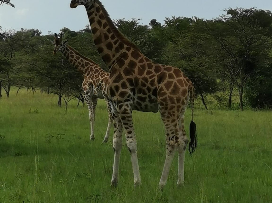 PETNAH AFRICA TOURS-坎帕拉必去景点