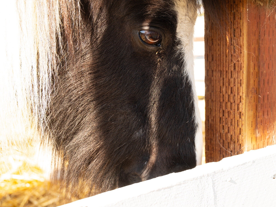 Harley Farms Goat Dairy-佩斯卡德罗必去景点