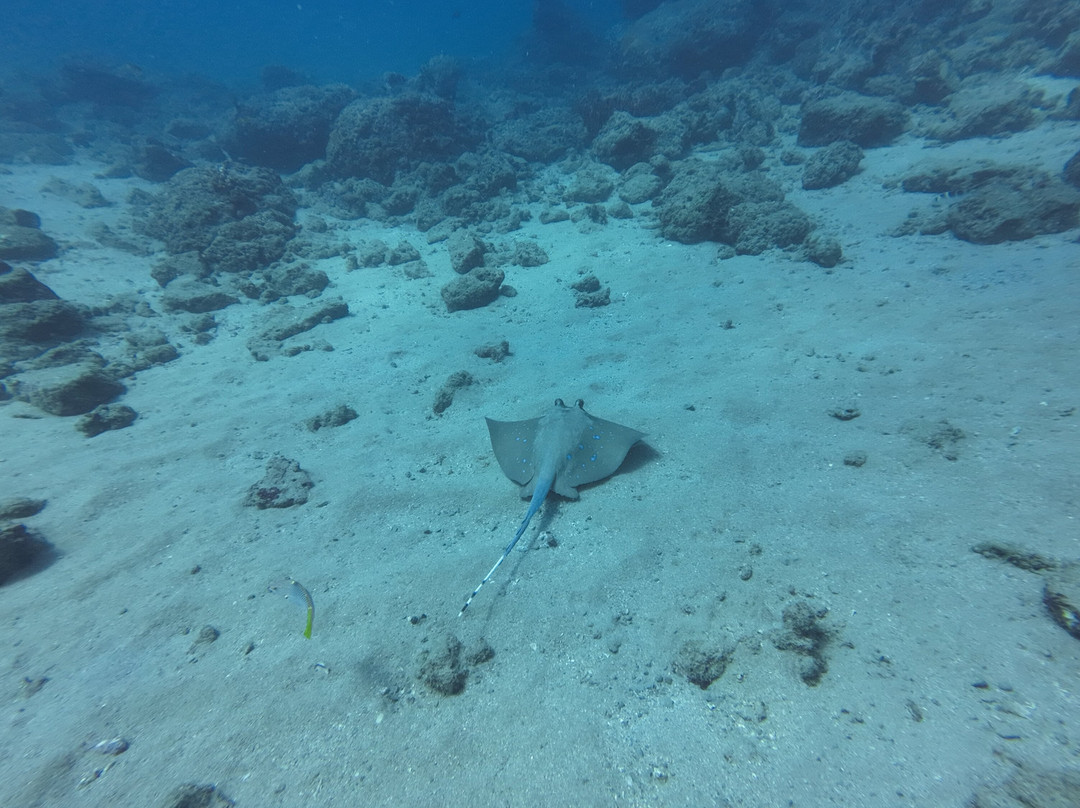 Dive Tribe-Neil Island必去景点