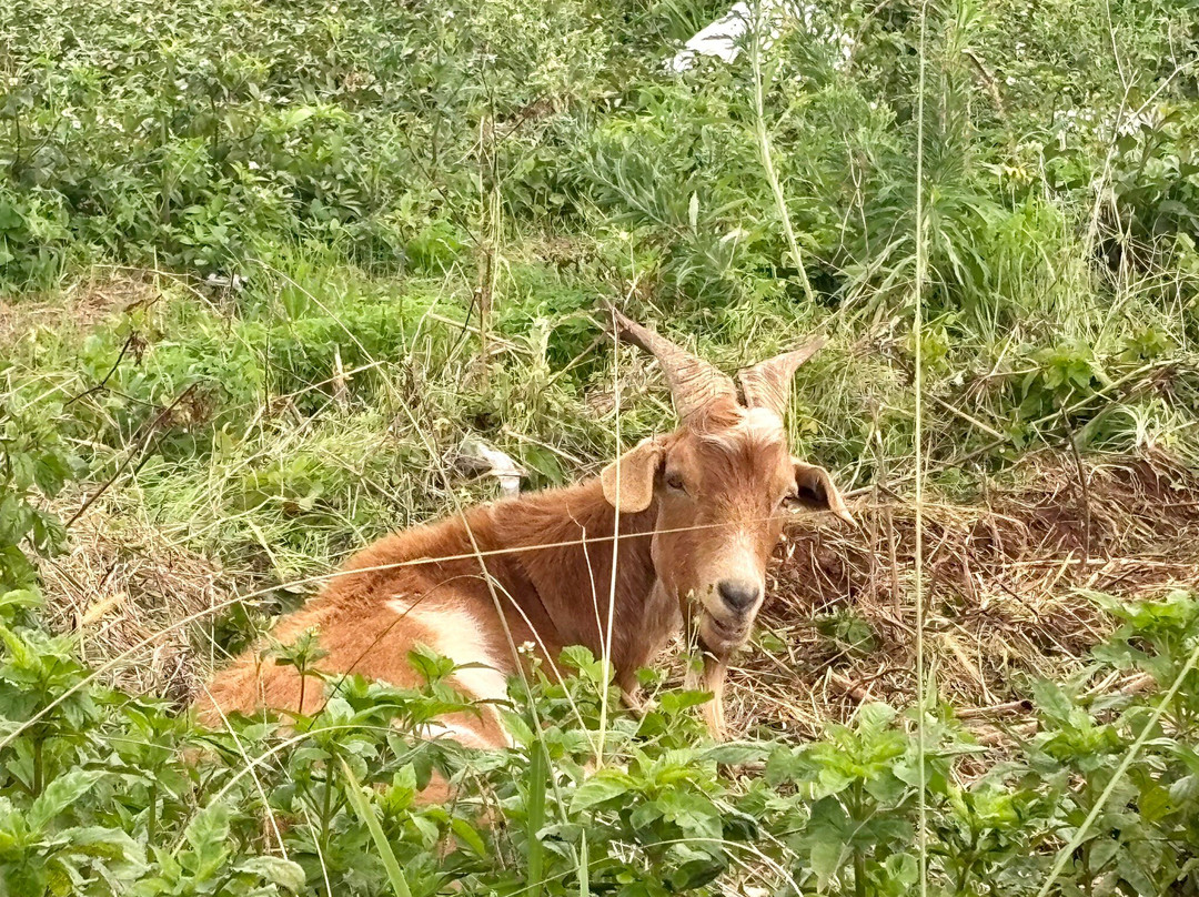 Farol da ponta de Sao Jorge