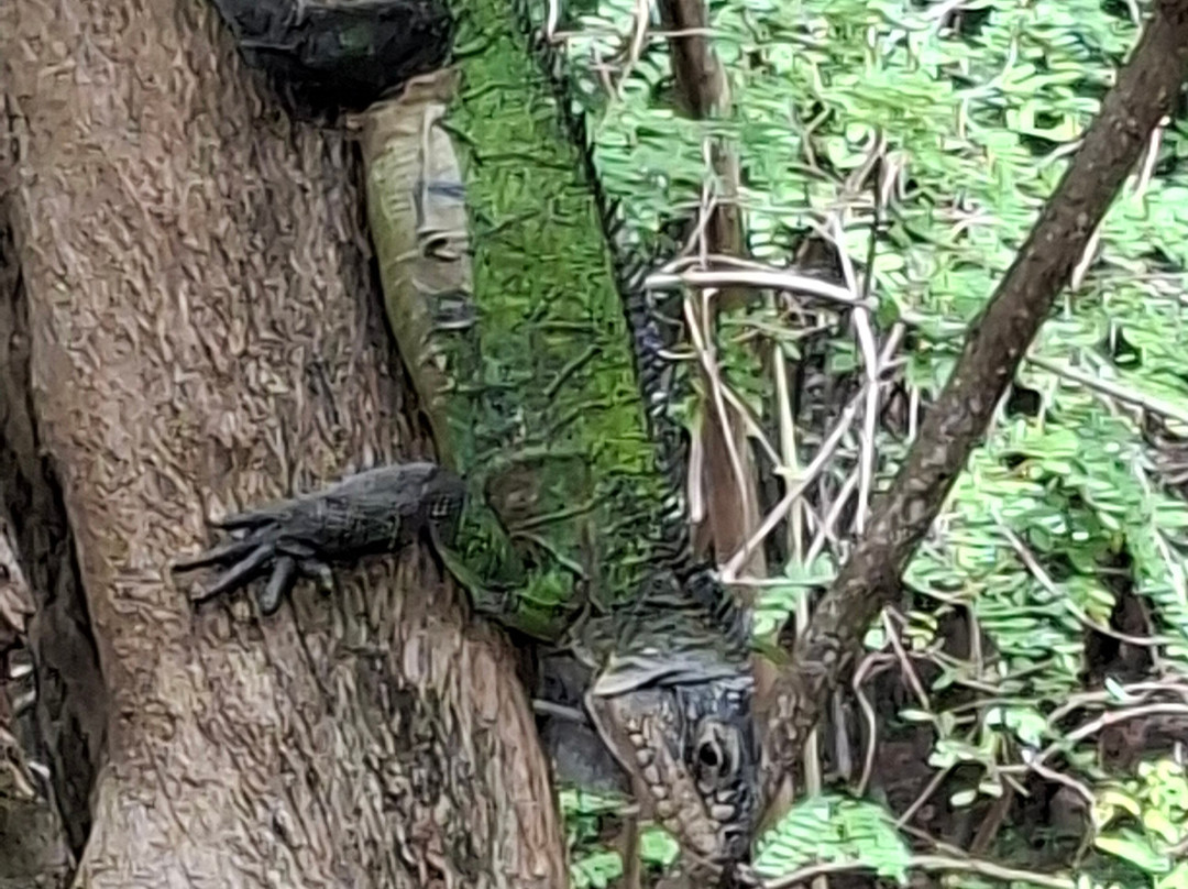 Balade du Soleil-Le Francois必去景点