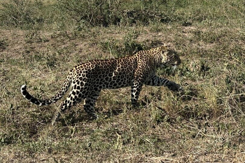 Simba Wa Porini Safaris-Sakina必去景点