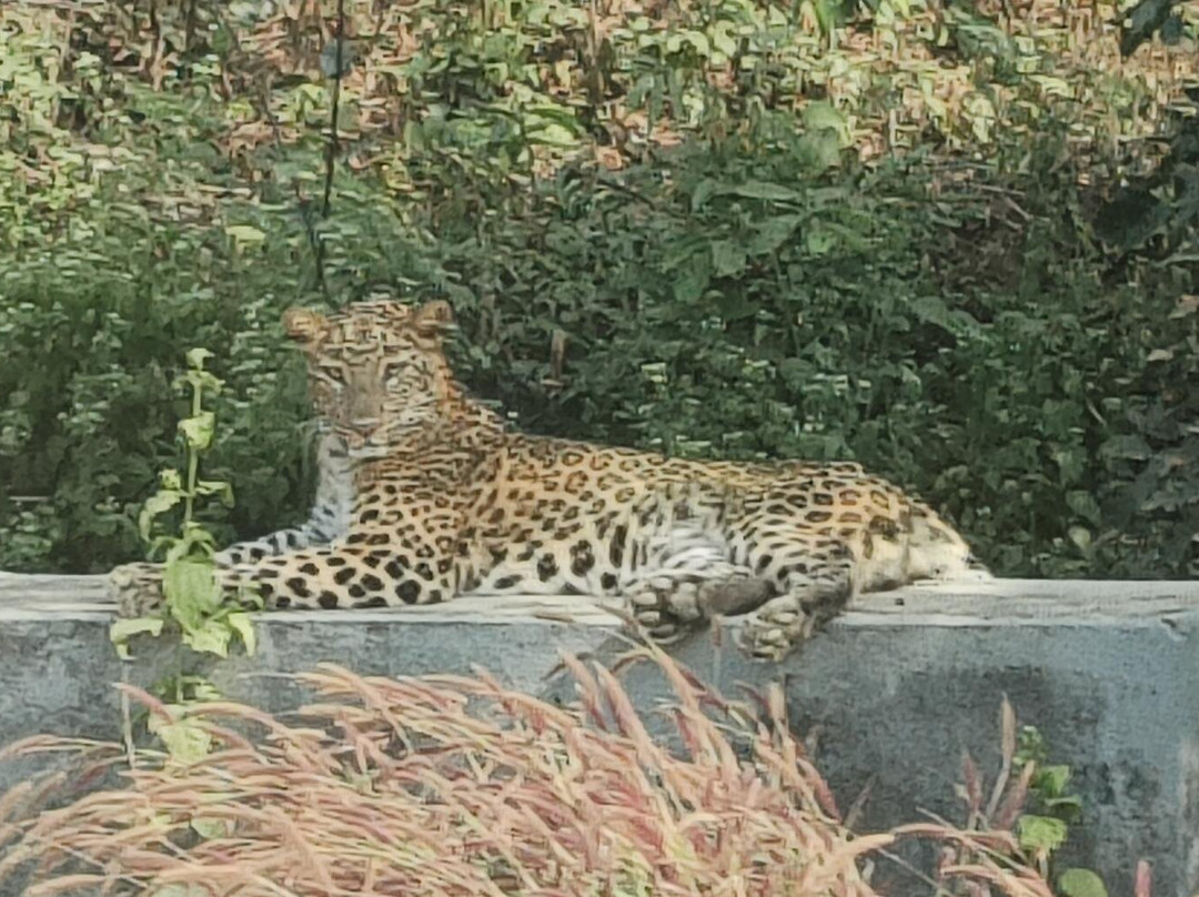 Rajgir Wildlife Sanctuary-Nalanda必去景点