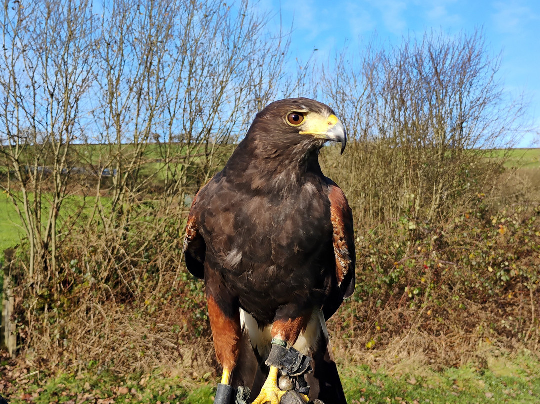 North Devon Hawk Walks-South Molton必去景点