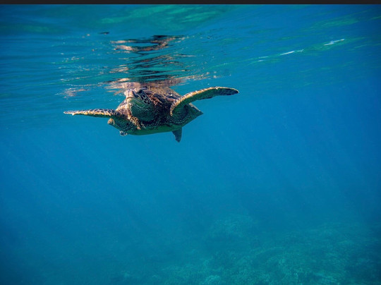 Ocean Project Maui LLC-拉海纳必去景点