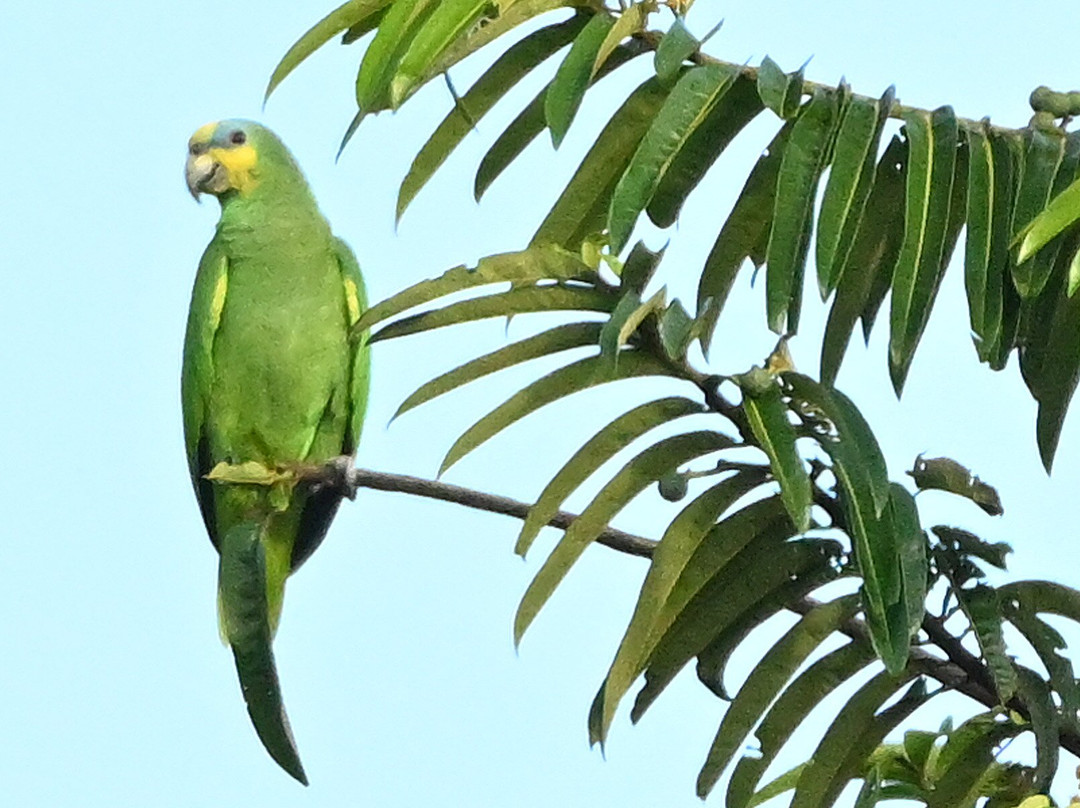 Nariva Swamp-特立尼达必去景点