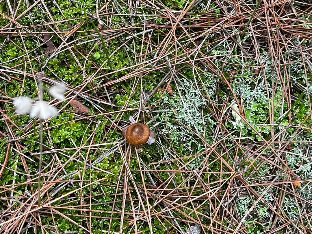 Petrified Forest Lefkimi-Lefkimmi必去景点