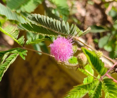 Tillus Agro Tourism-Solapur必去景点