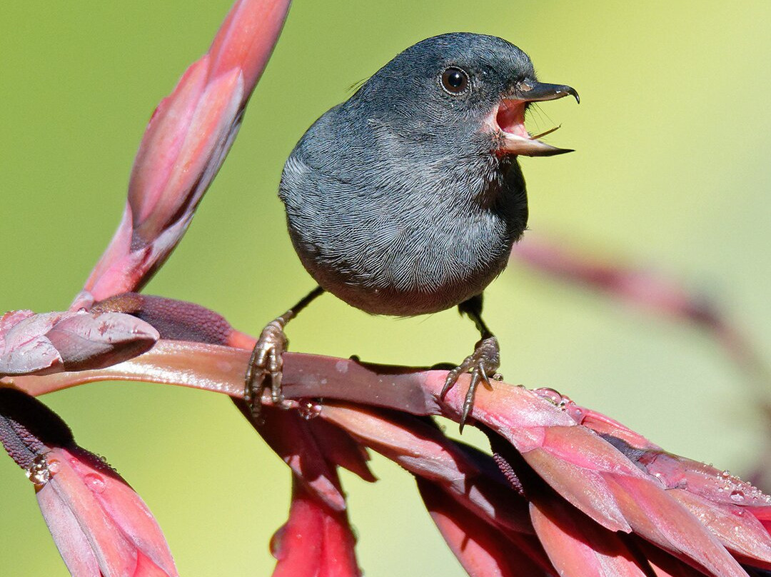 Costa Rica Focus-圣何塞必去景点
