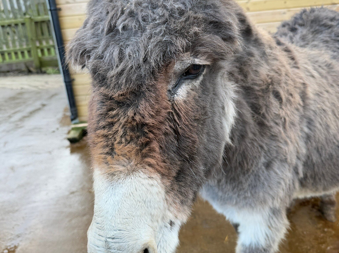 Barnhill Donkeys Retreat Sleagill-Sleagill必去景点