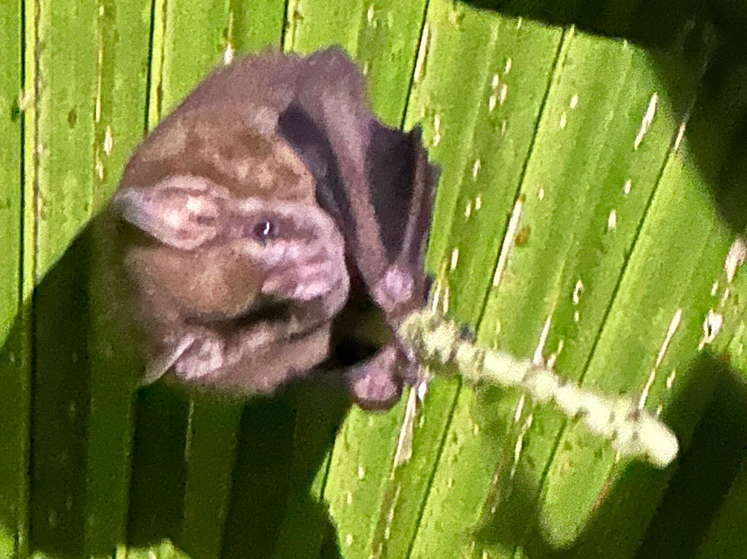 Frog's Paradise-Bijagua de Upala必去景点