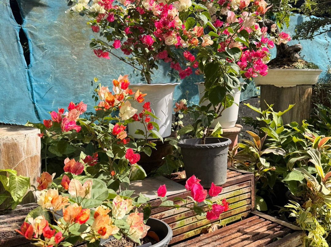 Hidden Garden-维甘必去景点