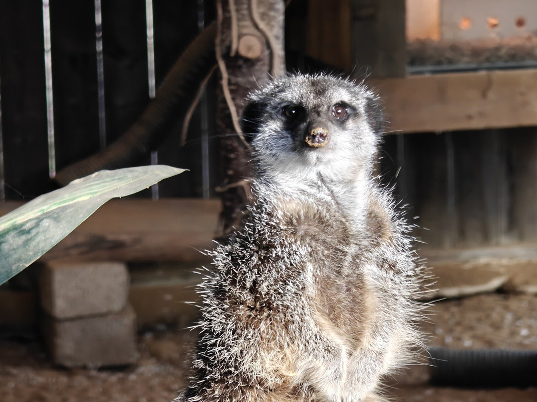 Millets Farm Falconry Centre-弗里福德希斯必去景点