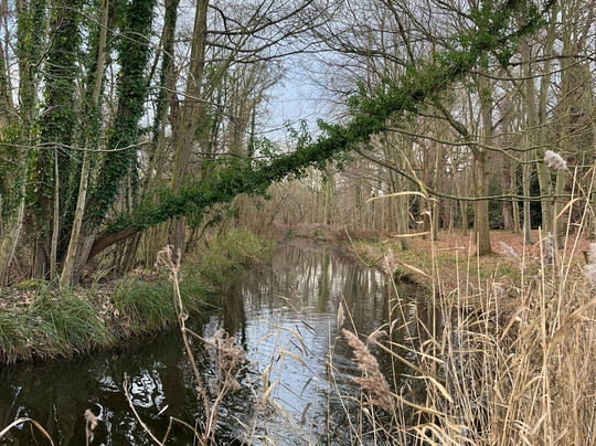 Fairhaven Woodland and Water Garden-South Walsham必去景点