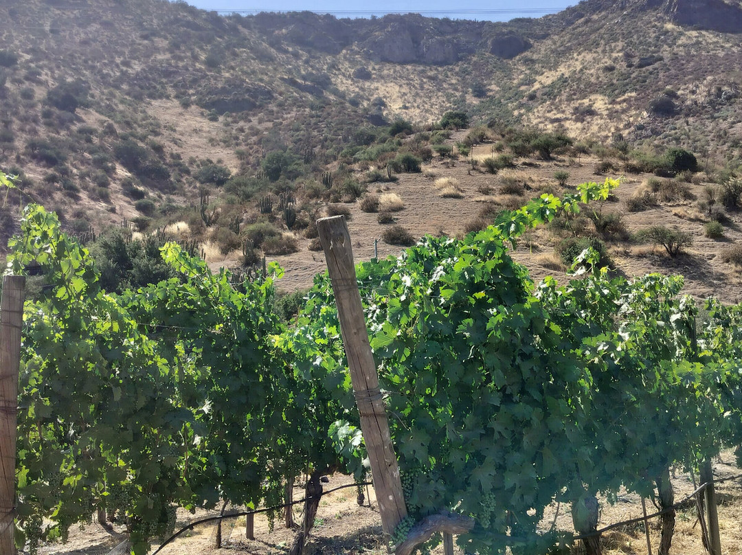 Besoain Wines-Pirque必去景点