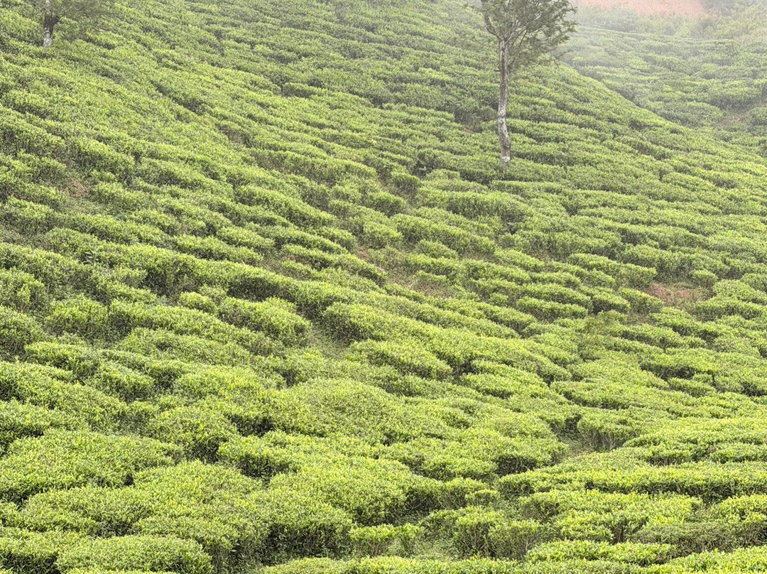 Lav Lanka Travels-卡卢特勒必去景点