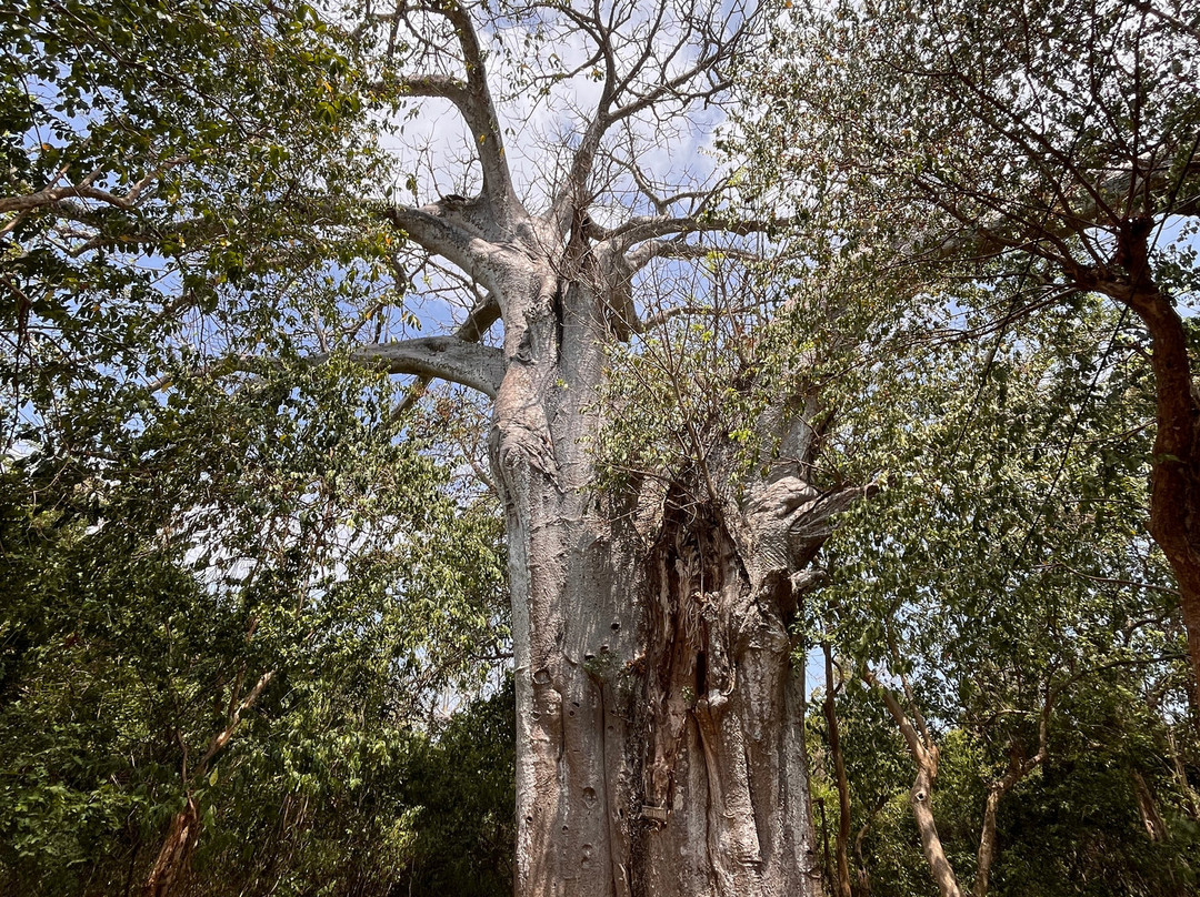 Mnarani-Kilifi必去景点