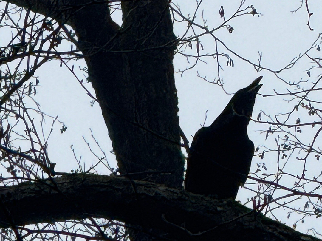 Szilvasvarad National Forest Rail-Szilvasvarad必去景点