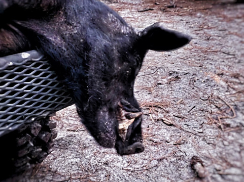 Central Florida Trophy Hunts-Cocoa必去景点