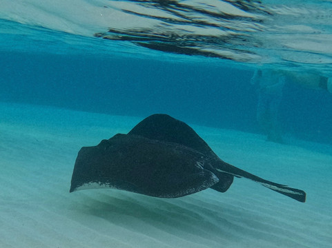 Next Level Charters Cayman-Camana Bay必去景点