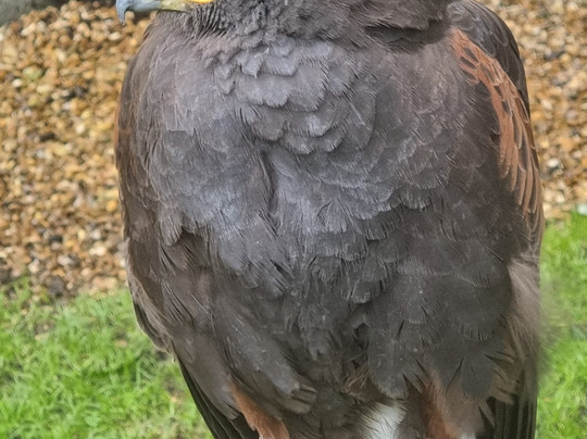 West Sussex Falconry-Compton必去景点
