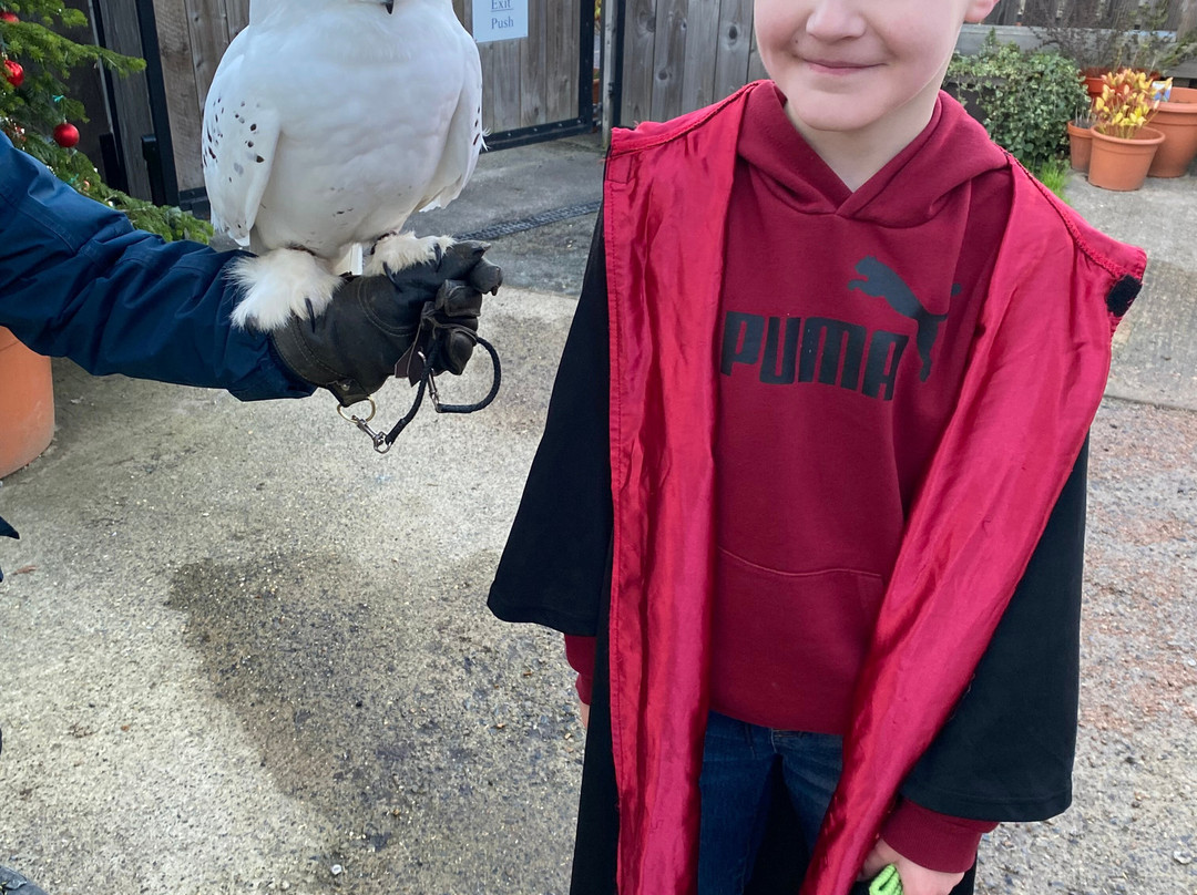 Feathers and Fur Falconry Centre-布拉克内尔必去景点