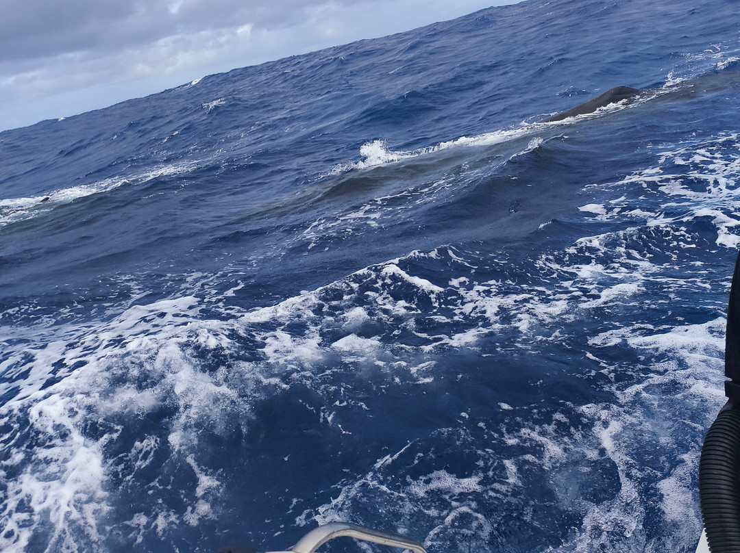 Blackriver Charters-Black River必去景点