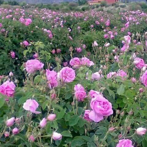 Trekking Randonnee Vallee des roses Maroc-厄尔克拉莫戈纳必去景点